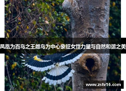 凤凰为百鸟之王雌鸟为中心象征女性力量与自然和谐之美